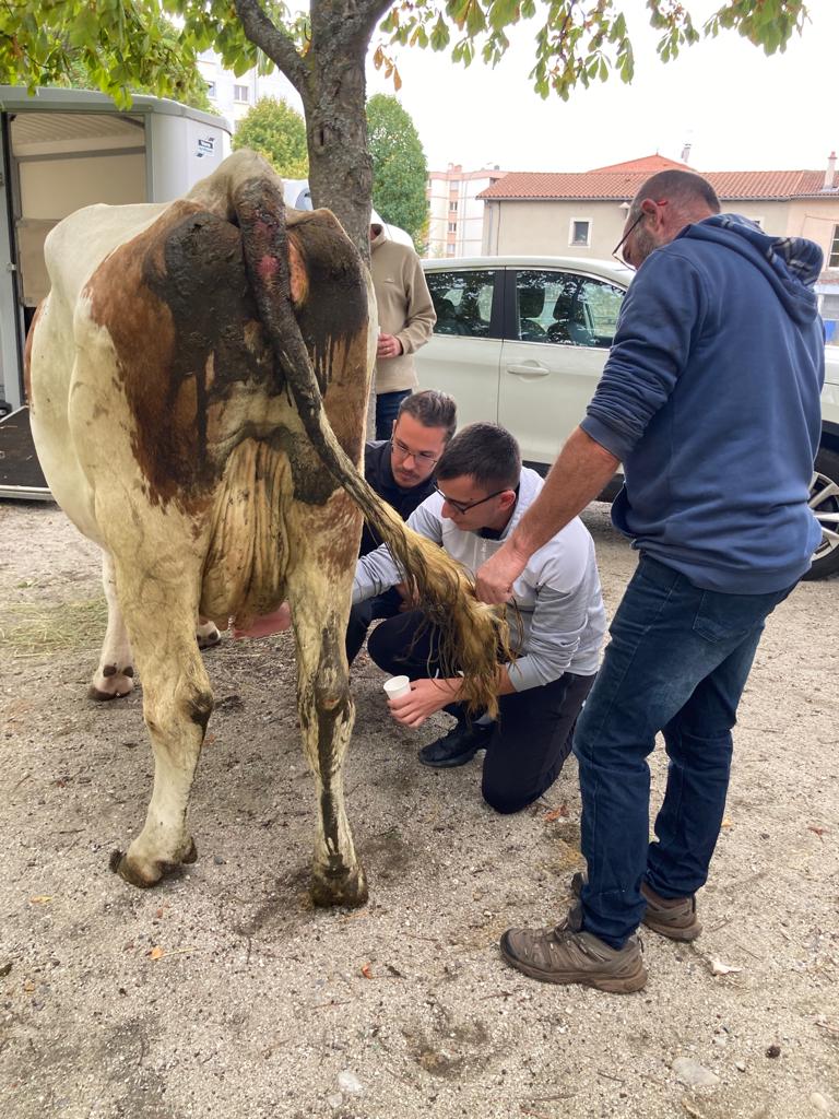 Une vache au lycée pro